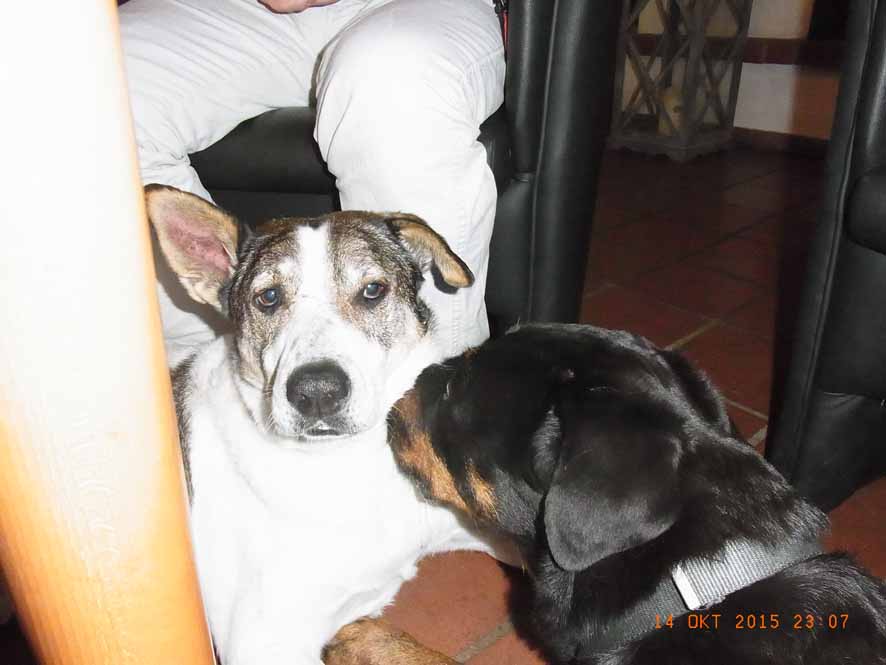 - Wirklich nicht! .jpg (886 x 665)